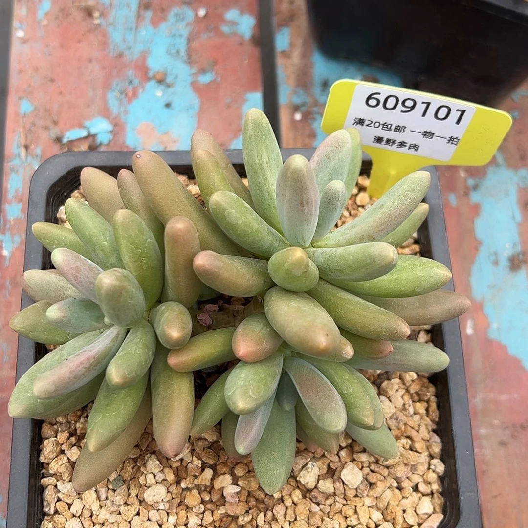 609101 糖果美人群生老桩，必须拍冷链发货