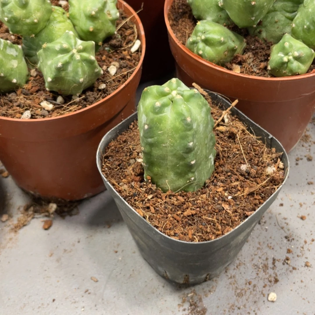 新品橙桃自根一杯单头