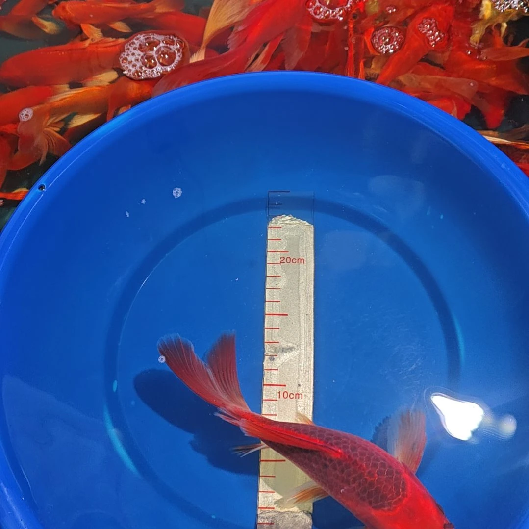 中国大陆冷水观赏鱼蝴蝶鲤
