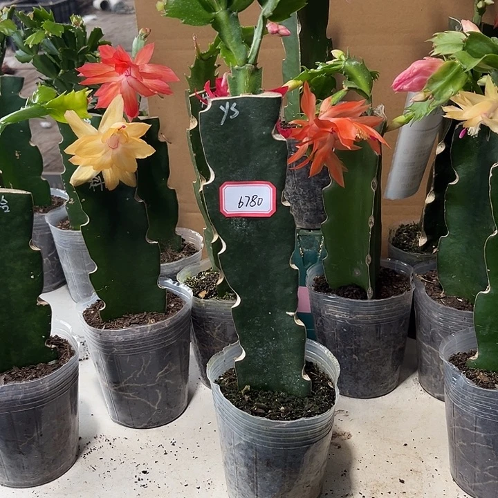 雪****当前无花朵，栽培后可花朵雅思