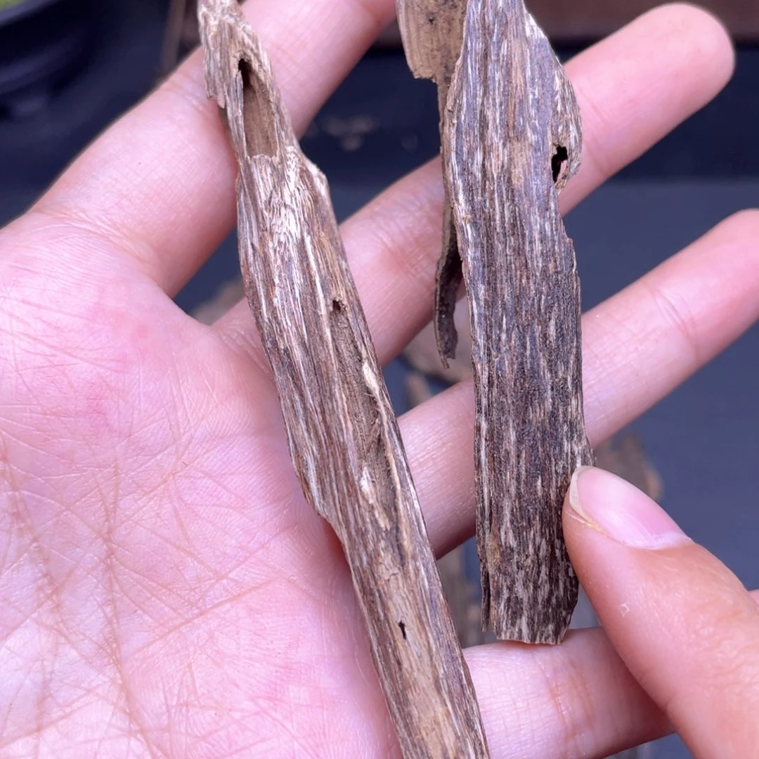 4.6克海南临高黑油虫漏