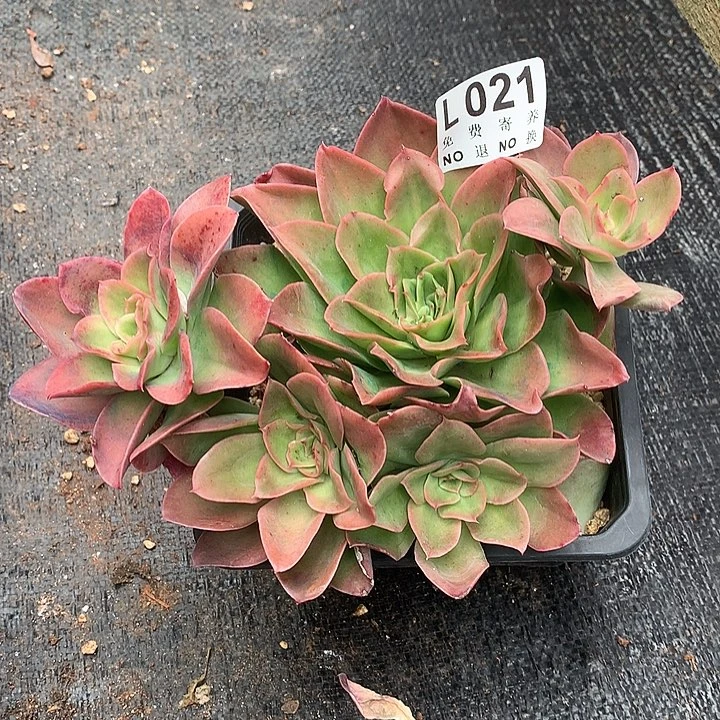 迷雾森林自然群 多肉植物25号左右发货