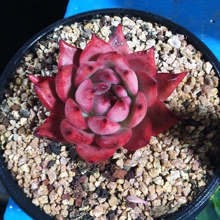 血色萝莉多肉植物