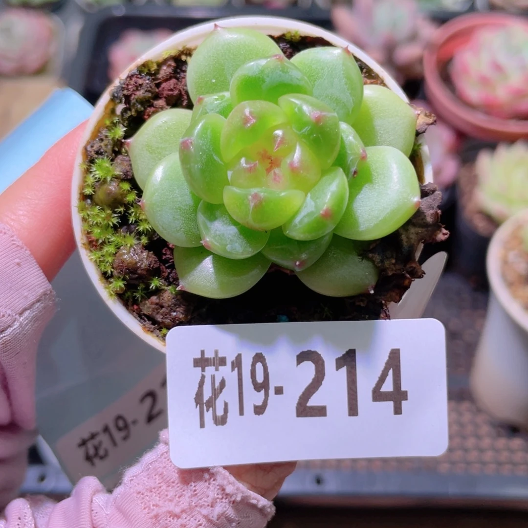 花利美19-214新品