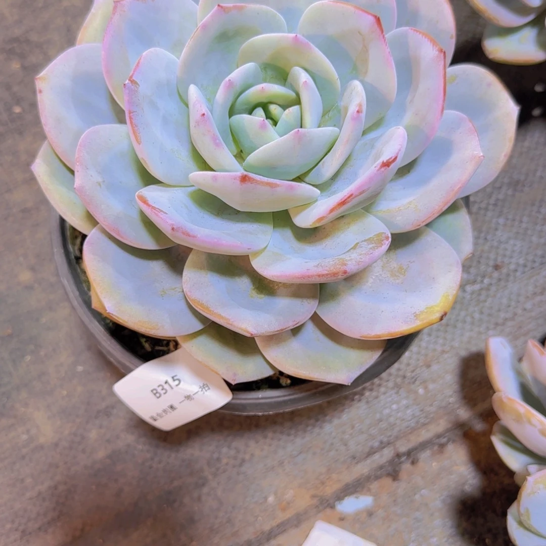 重***肉B315奶茶单头老桩