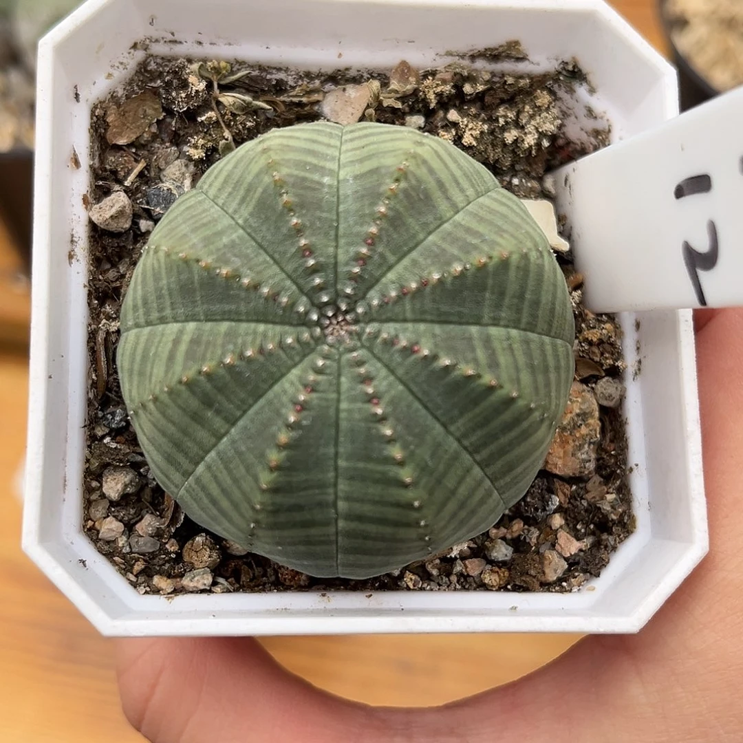 潮流植物优选布纹球，超圆