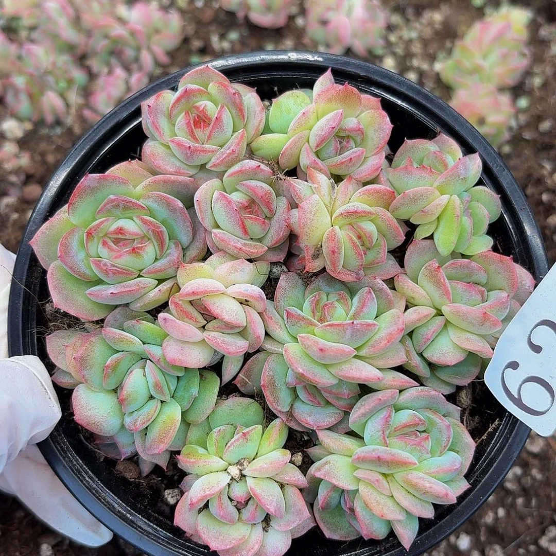 多肉植物多肉植物623