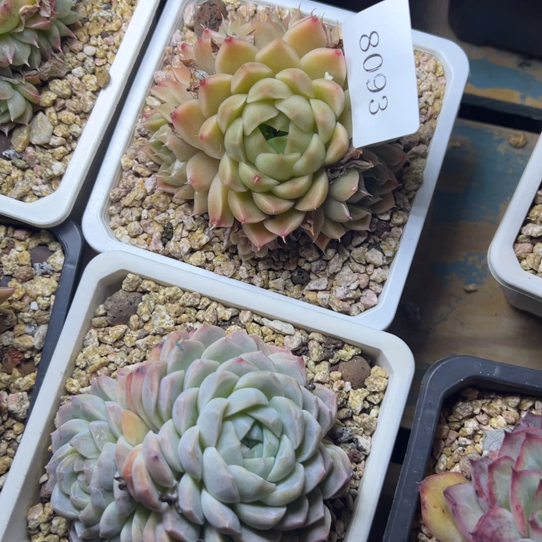 ?***青8093肉多哦哟多校长多哦