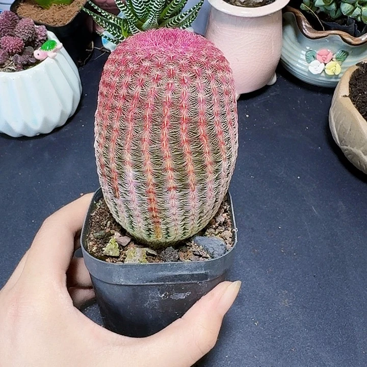 超大红太阳裸根一颗福利