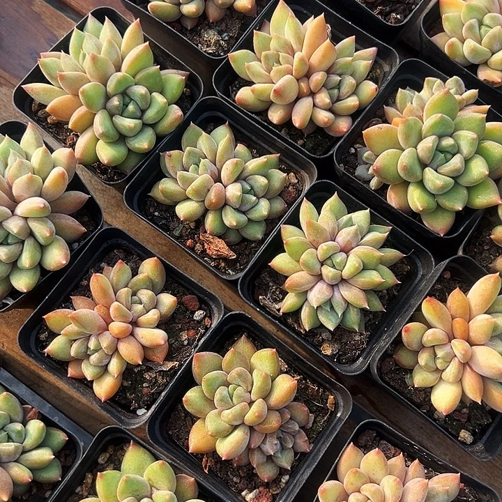 双头         黄金  象牙
