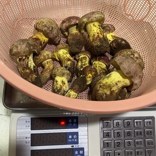 α***儿青头菌中国大陆白葱