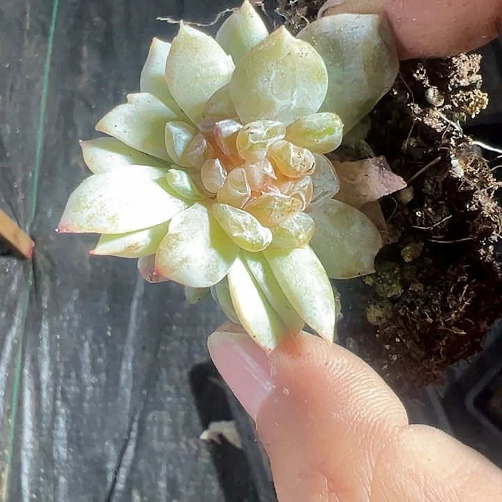 ?多肉植物大战僵尸先生们