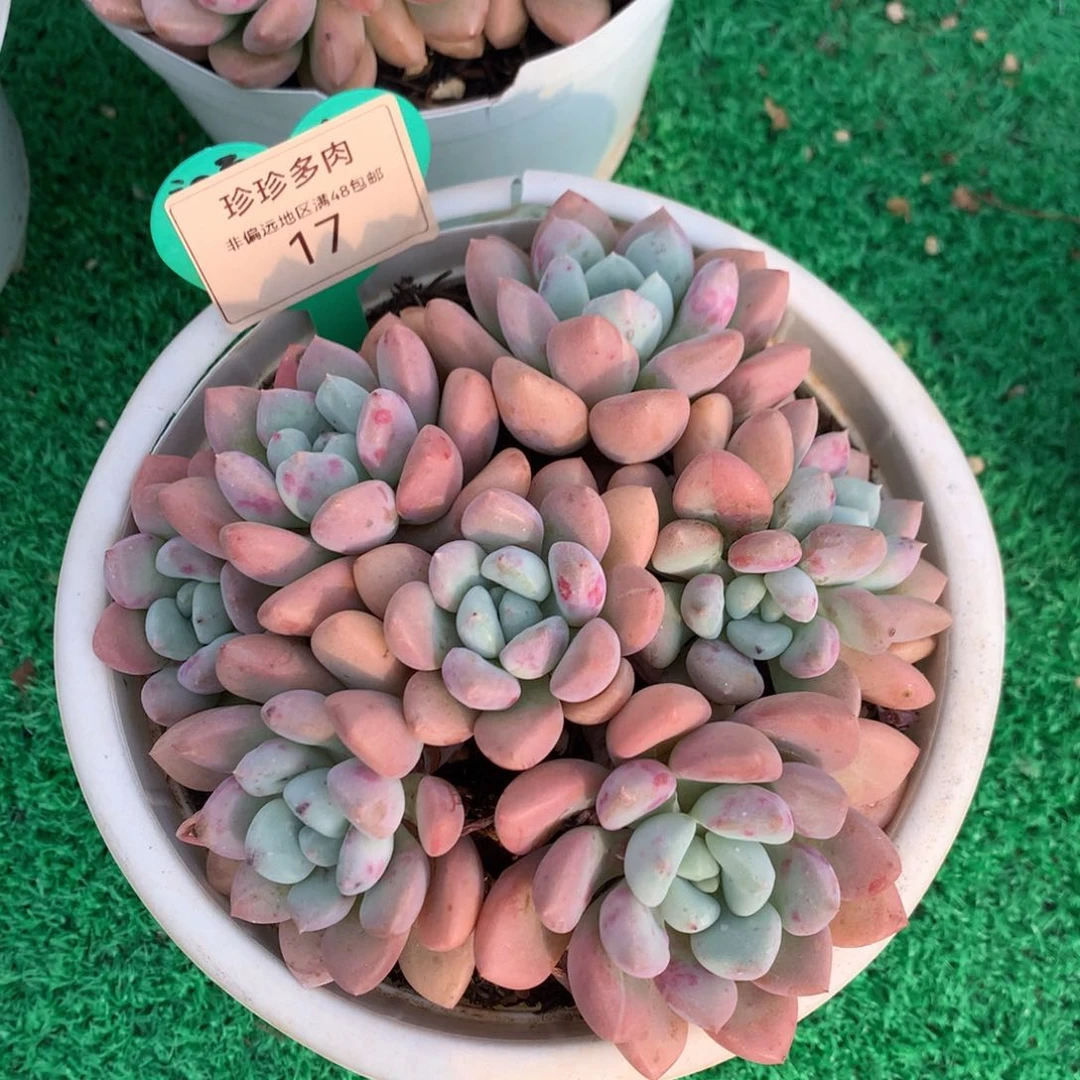 白露老桩一物一拍