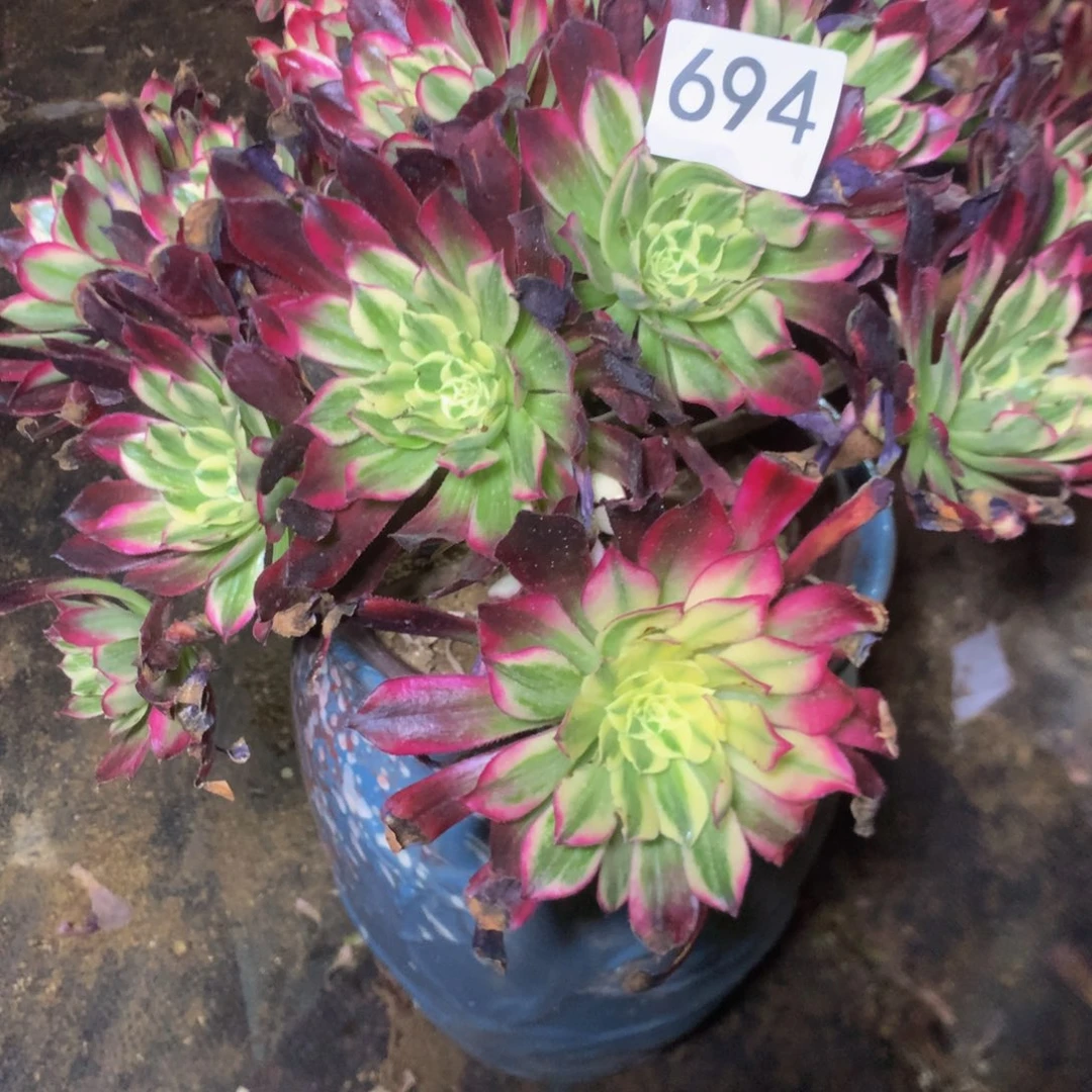 694天合多肉植物