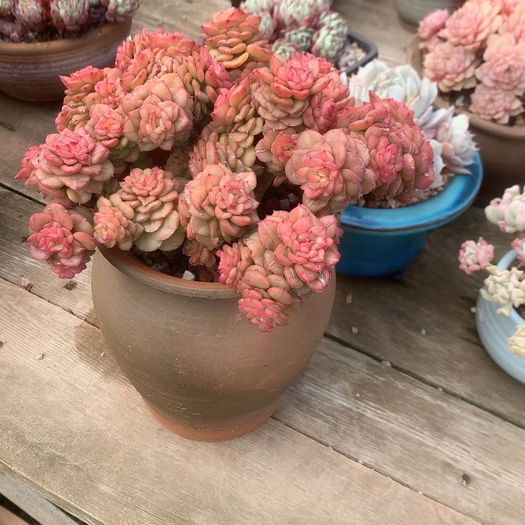 燕*蜡牡丹多肉植物脱土