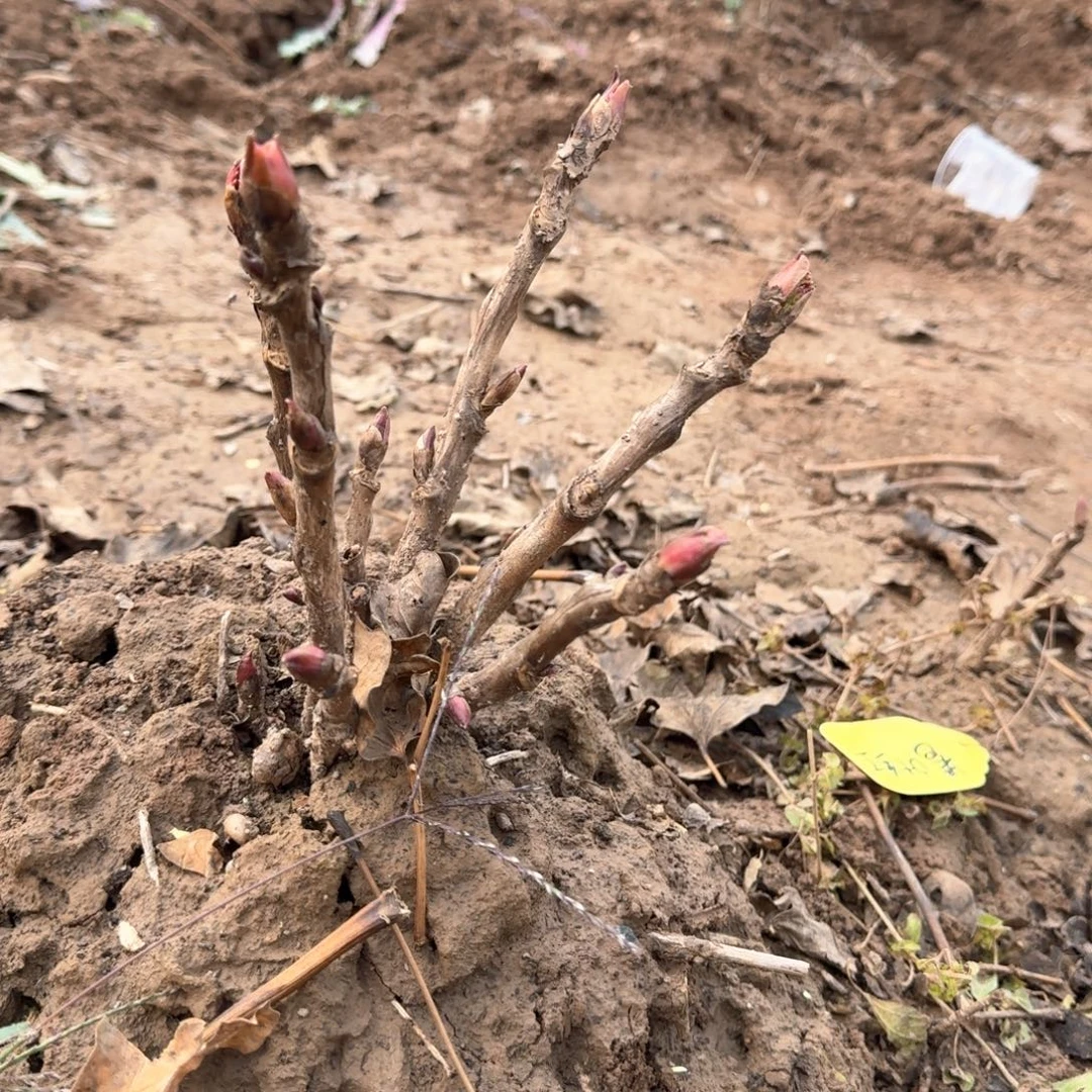 完全开放1111111111