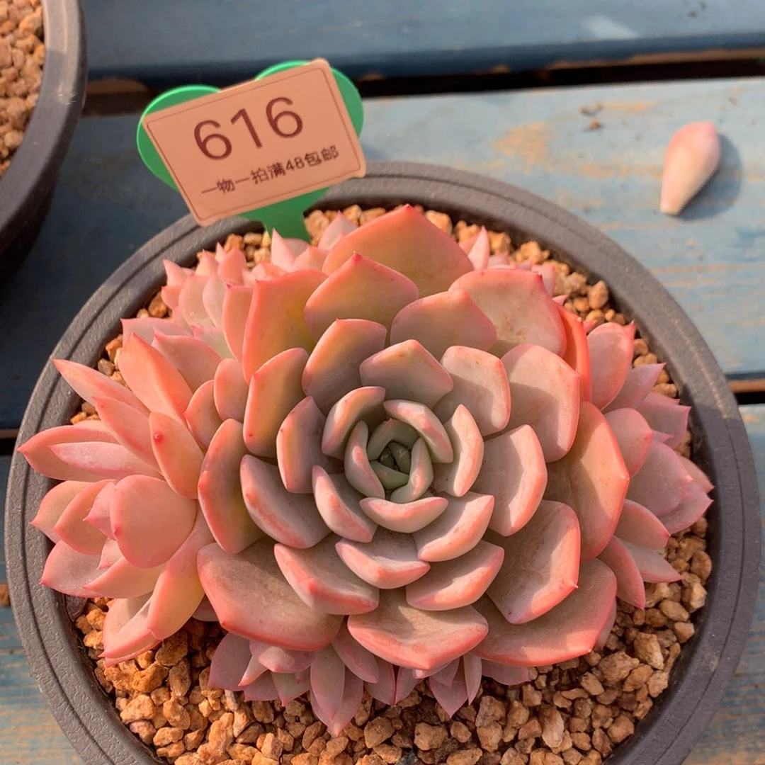 提拉米苏无砍捧花616