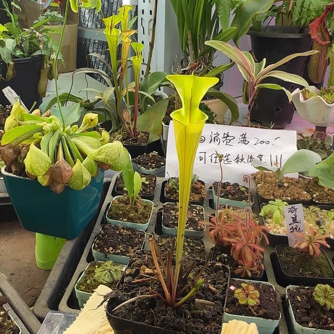 完全开放华丽黄瓶子草