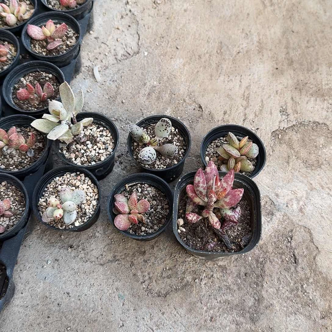 A****g满20包邮零下拍保温箱