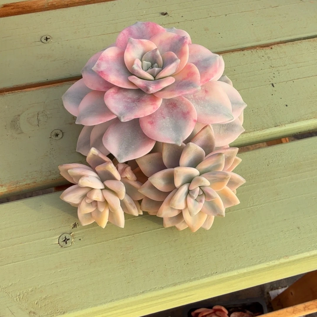 静***开紫乐锦淡雪锦头盖