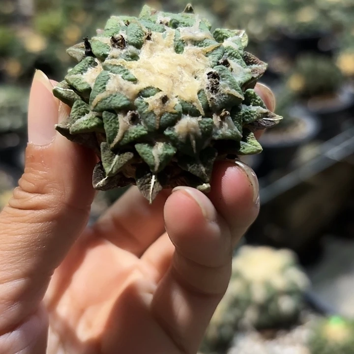 袖蒲苗接落地仙人球13