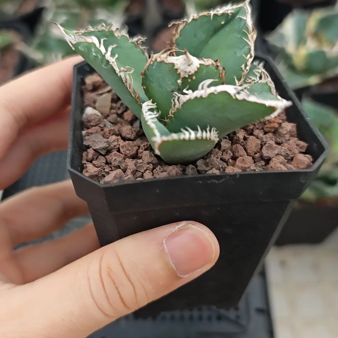 苍龙仁王冠龙舌兰