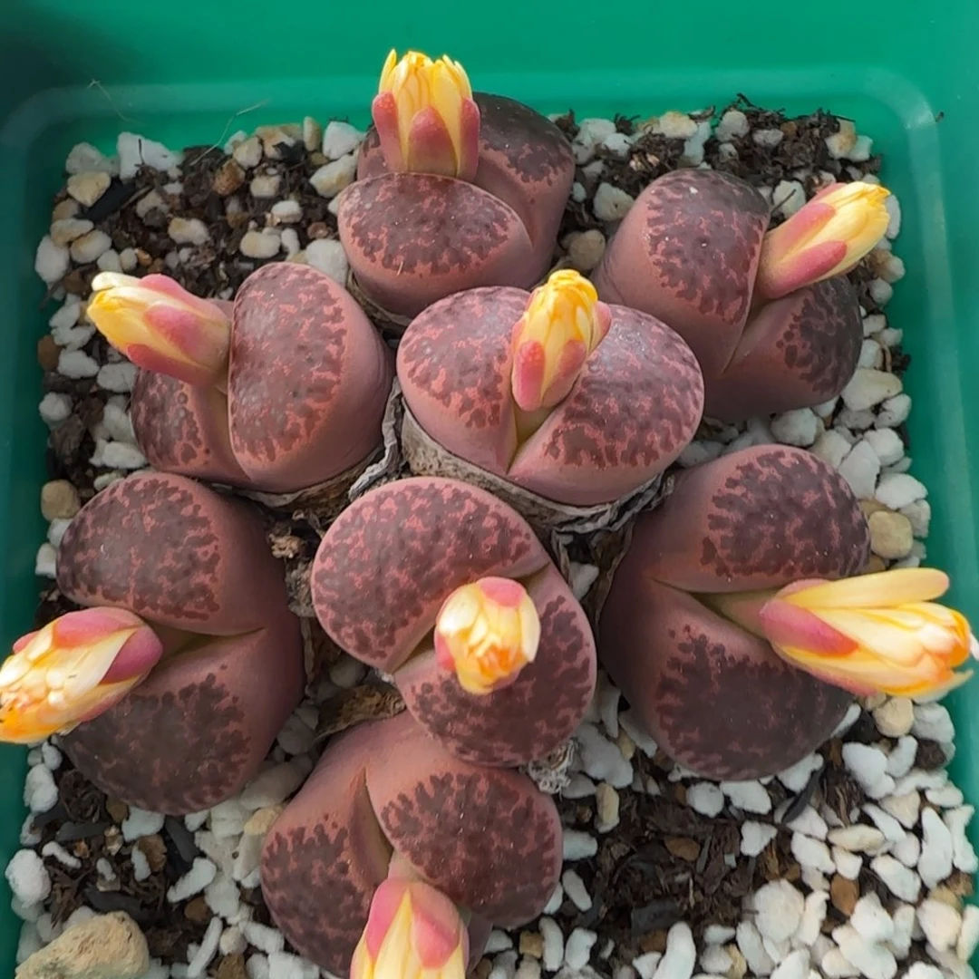 11.6。爱萌紫石榴饼干生石花。8017