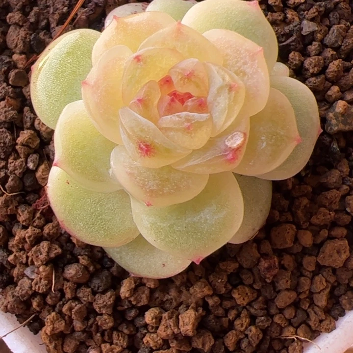 *****g122 开播福利，一物一拍，精品糖心