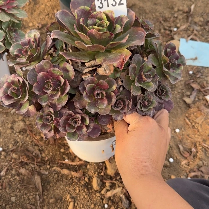 3132魅金清棚处理不包断枝