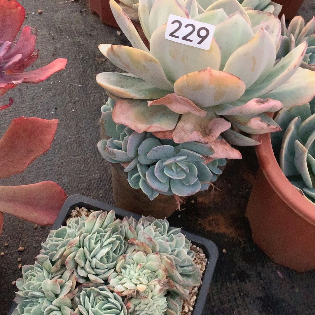 229凤一物一拍多肉