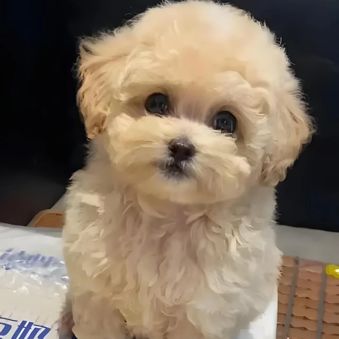 胖胖宠物♥为你挑选优质宠物