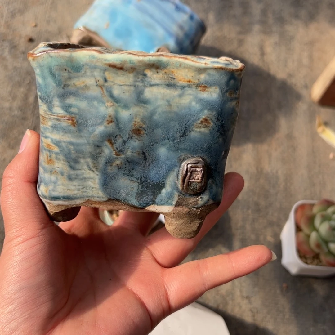 不****！305 多肉植物组合