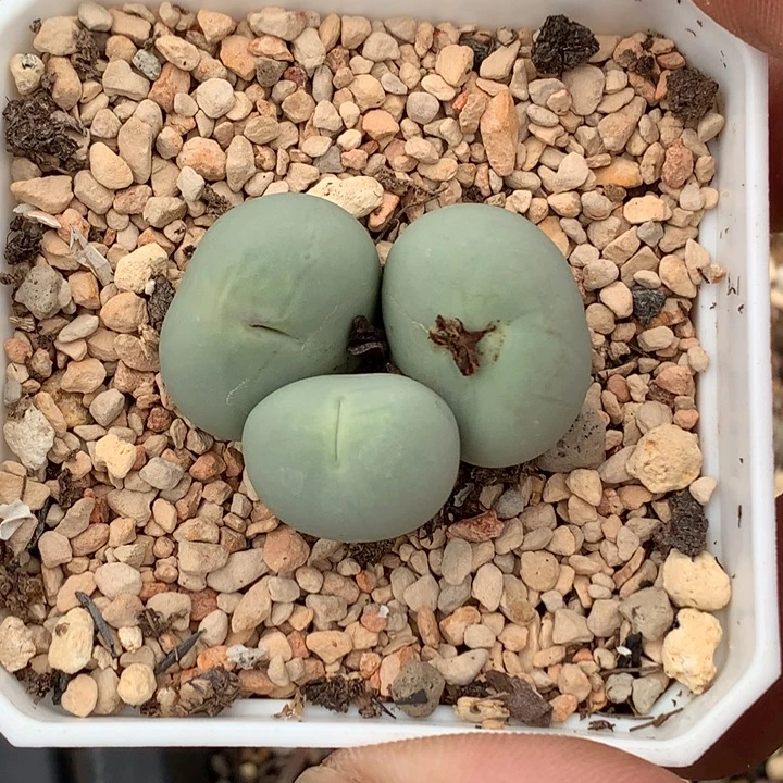 精品多肉植物园艺鸽子蛋