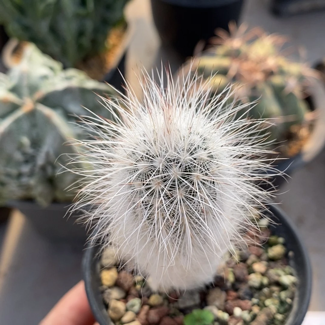 白毛青花虾实生仙人球