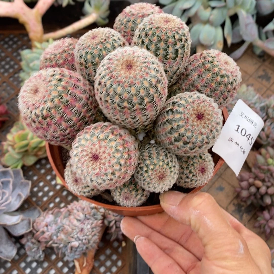 红太阳群生多肉多肉045