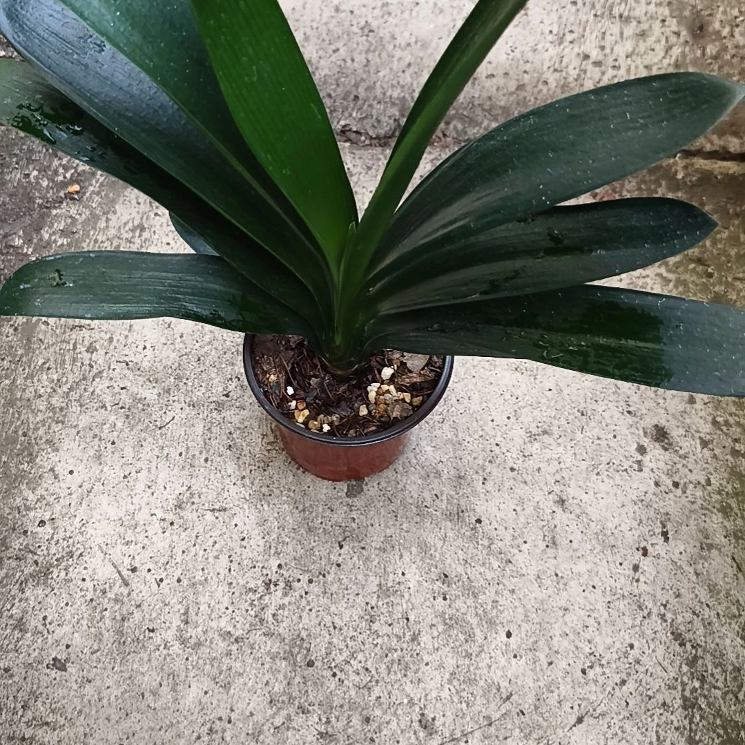 安***儿当前无花栽培后可以开花红衣绿心特惠一棵