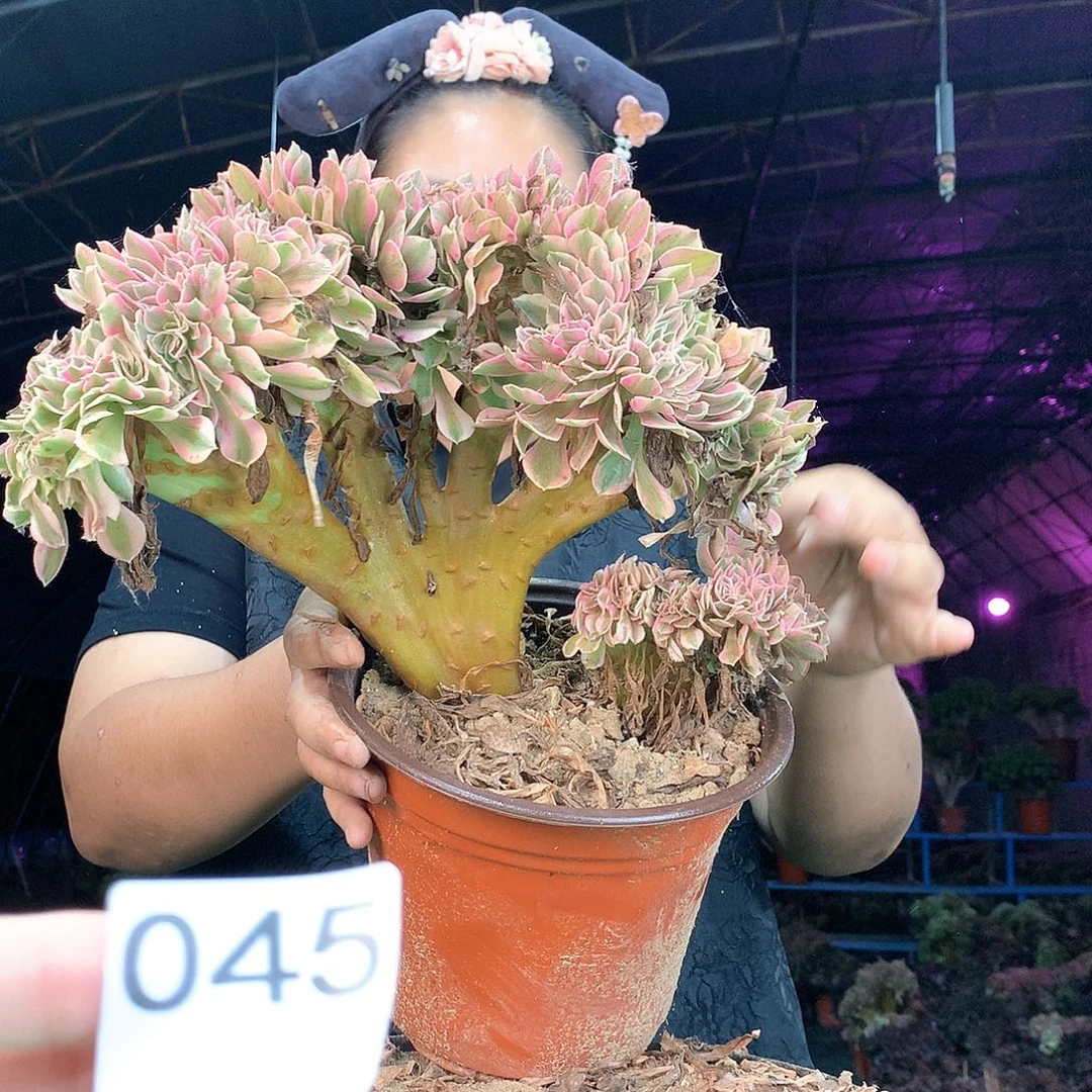 柒哥多肉法师不包侧断枝45