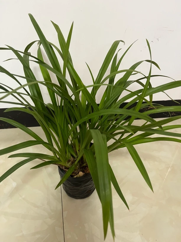 浓香型大花蕙兰台北小姐兰花摆在室内客厅阳台原盆原土