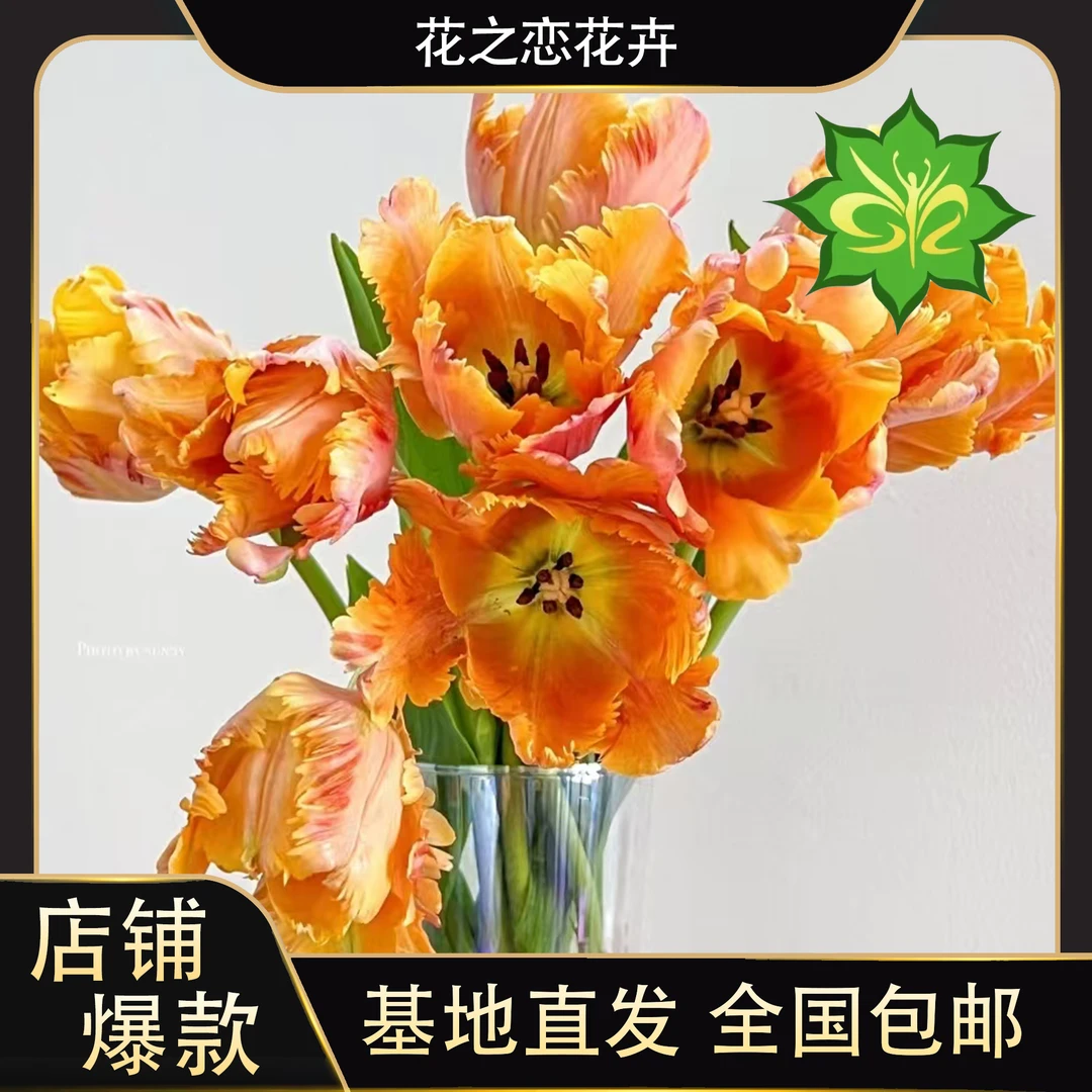 纯心果汁郁金香    居家办公优选《东北基地发货》