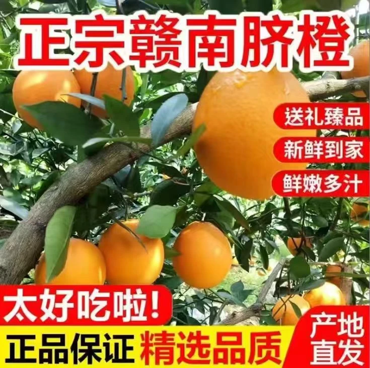 正宗脐橙新鲜水果榨汁鲜橙产地现摘现发5斤/9斤SY 【多仓发货】
