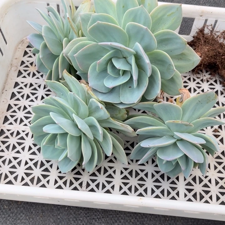 春***草棠颂花卉一物一拍  春草