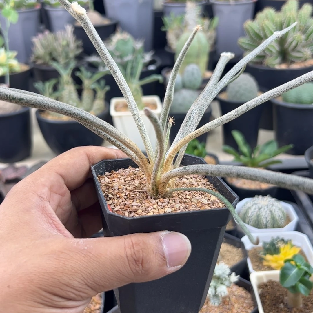 美杜莎实生一物一拍带盆发