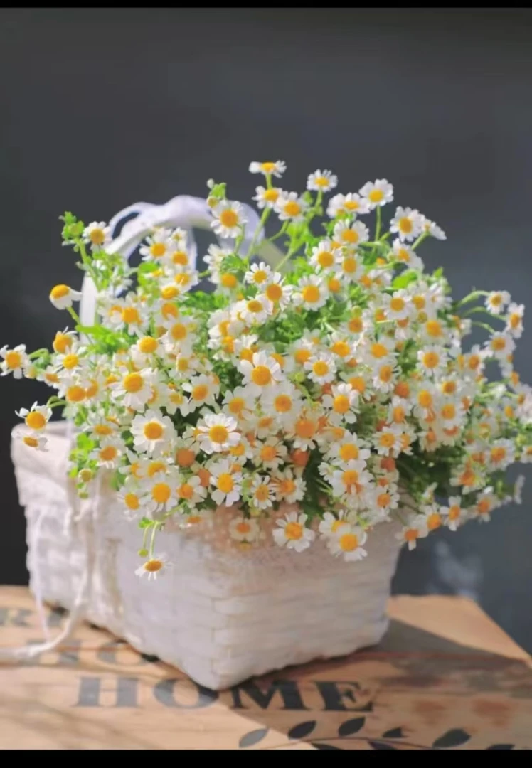 【牛牛鲜花】洋甘菊草花比云南昆明基地现采现发