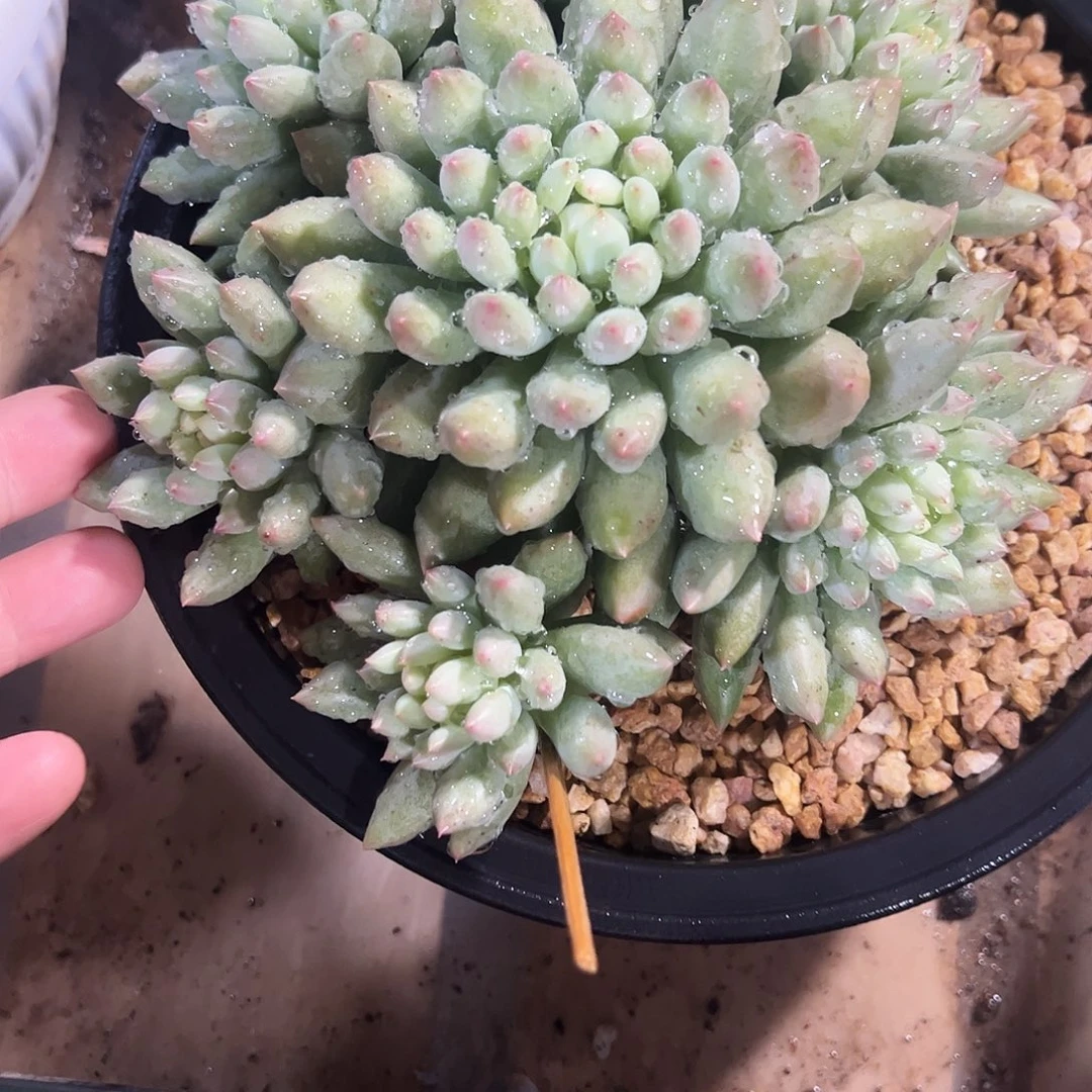 岩字捧花多肉植物