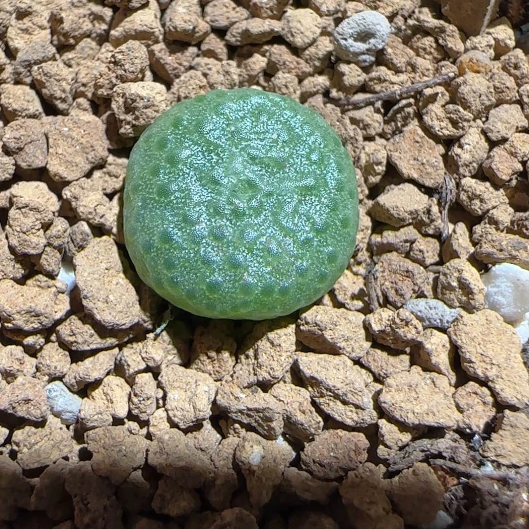 肉锥多肉植物组合-青团1458