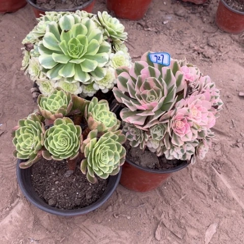 927多肉植物组合,