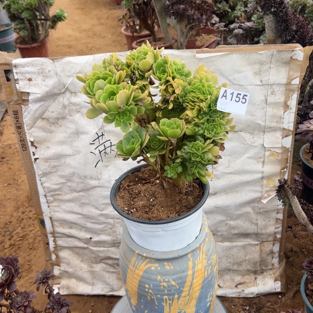 绿杨蓉微瑕疵155满28包邮