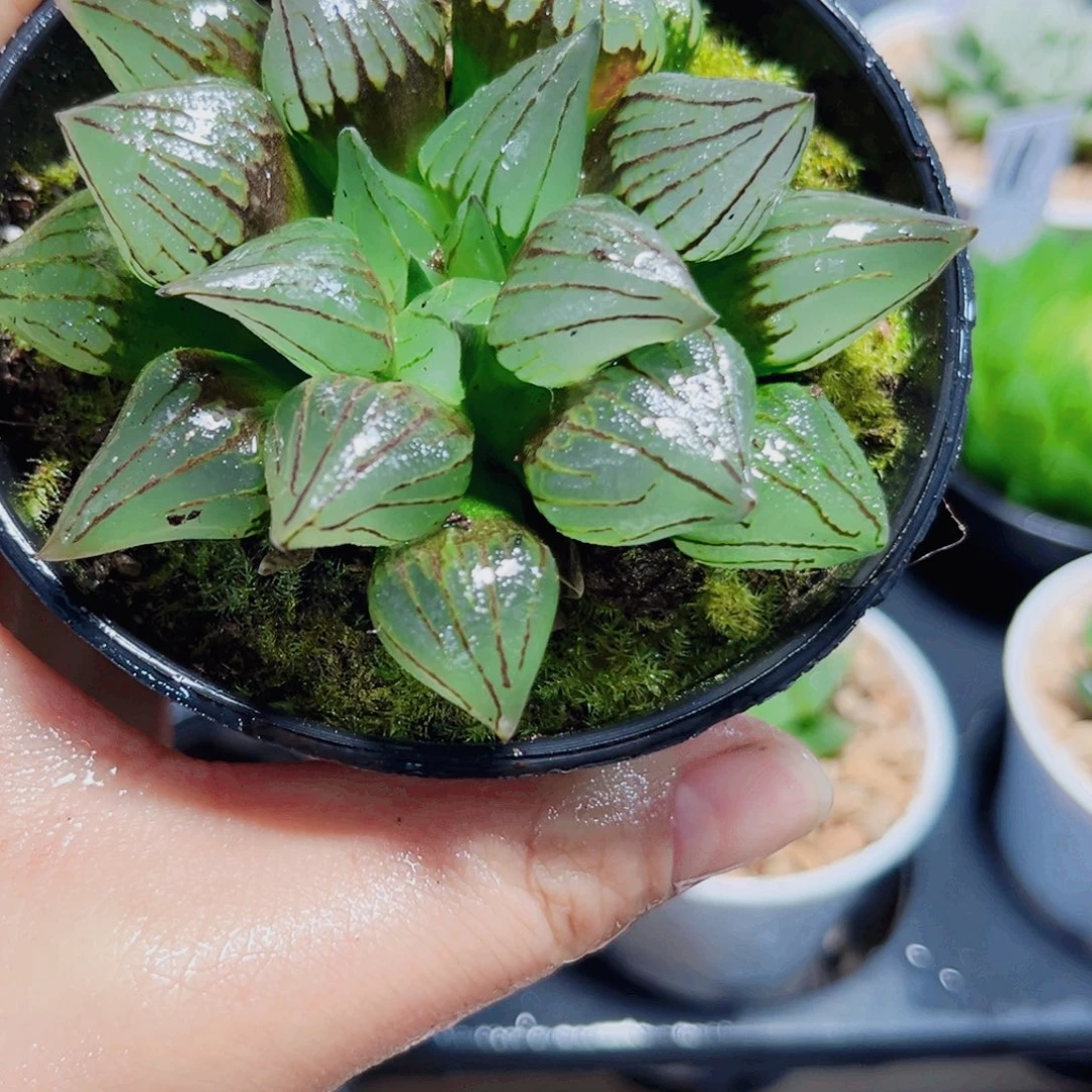 母本西瓜的多肉植物6666