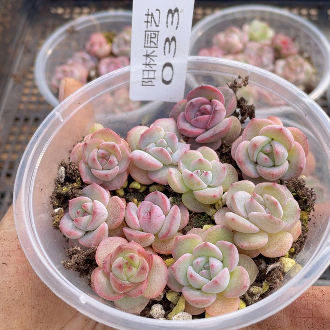 量拍多肉植物多肉植物33