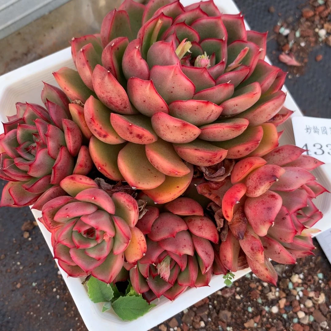 4336杂交多肉植物